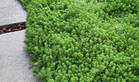 Giardinaggio - Progettazione giardino